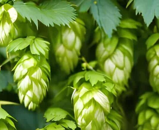 Las seis noticias agrarias de la semana – 14/06/2024