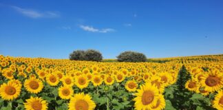 ASAJA alerta de que el girasol es el cultivo más expuesto a la ola de calor de estos días