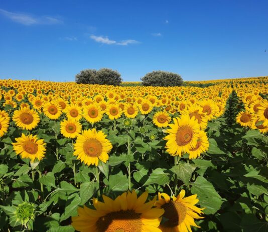 ASAJA alerta de que el girasol es el cultivo más expuesto a la ola de calor de estos días