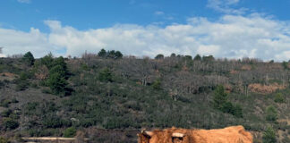 Circular sobre la Enfermedad Hemorrágica Epizoótica