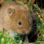 Modificaciones en las obligaciones de la PAC por la plaga de topillos