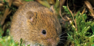 Modificaciones en las obligaciones de la PAC por la plaga de topillos