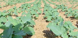 Las seis noticias agrarias de la semana – 06/09/2024