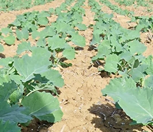 Las seis noticias agrarias de la semana – 06/09/2024