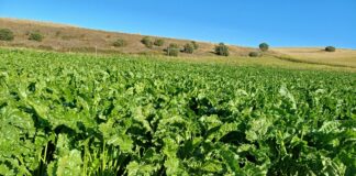 Hoy se ha conocido el desplome en los rendimientos de remolacha de la pasada campaña 2024/2025