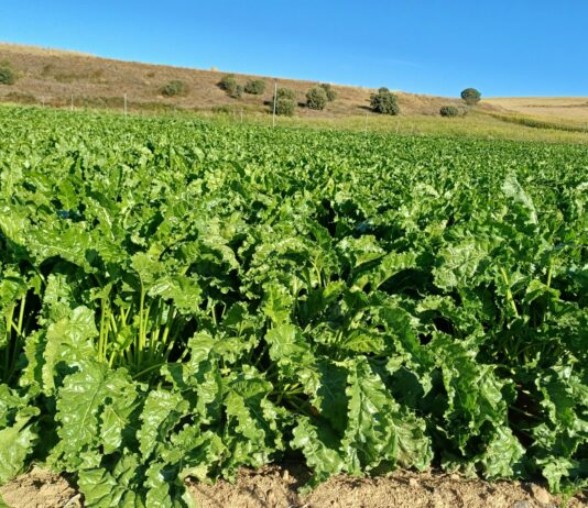 Hoy se ha conocido el desplome en los rendimientos de remolacha de la pasada campaña 2024/2025
