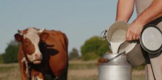 ASAJA pide a la Junta y Diputación que intervengan para evitar el cierre de las últimas explotaciones lecheras de la montaña leonesa