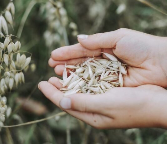 Las organizaciones agrarias llaman al sector cerealista a manifestarse el próximo viernes en Valladolid