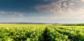 La soja no es alternativa de cultivo en el regadío