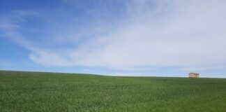 Las lluvias de esta semana impulsan la nascencia del cereal y de otros cultivos de invierno que se siembran en la provincia de León