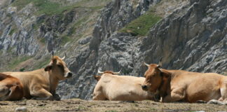 Un tercio de las explotaciones de vacuno de la provincia de León sufren las consecuencias de la Enfermedad Hemorrágica Epizoótica