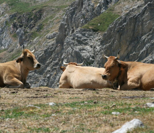 Un tercio de las explotaciones de vacuno de la provincia de León sufren las consecuencias de la Enfermedad Hemorrágica Epizoótica