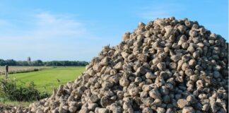 ASAJA critica que Azucarera se aproveche de los contratos agroambientales para bajar el precio de la remolacha