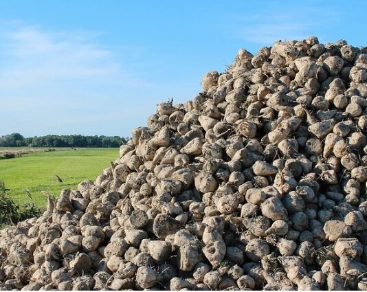 ASAJA critica que Azucarera se aproveche de los contratos agroambientales para bajar el precio de la remolacha