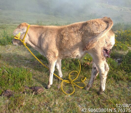 Asaja está satisfecha por la votación que revisa el convenio de Berna y permitirá el control del lobo