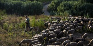 El ochenta por ciento de los autónomos que ha perdido la provincia de León en 2024, eran agricultores o ganaderos