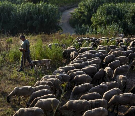 El ochenta por ciento de los autónomos que ha perdido la provincia de León en 2024, eran agricultores o ganaderos