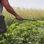 Carné de fitosanitarios