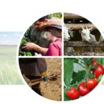 Línea de ayudas SAECA-MAPA-ICO para jóvenes y línea SAECA con reafianzamiento MAPA