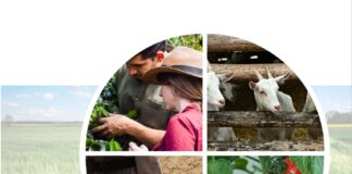 Línea de ayudas SAECA-MAPA-ICO para jóvenes y línea SAECA con reafianzamiento MAPA