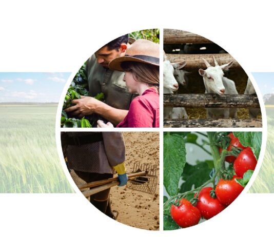 Línea de ayudas SAECA-MAPA-ICO para jóvenes y línea SAECA con reafianzamiento MAPA