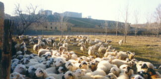 Las seis noticias agrarias de la semana – 17/01/2025