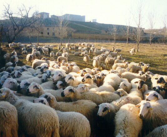 Las seis noticias agrarias de la semana – 17/01/2025