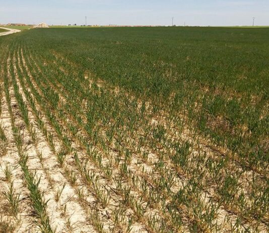 Las seis noticias agrarias de la semana – 03/01/2025