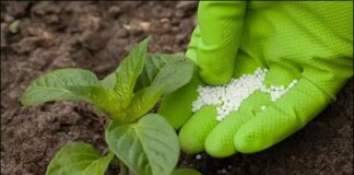 La paradoja de la Comisión: las sanciones a los fertilizantes amenazan a la agricultura europea en medio de una estrategia de competitividad