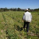 El campo masculinizado