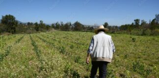 El campo masculinizado