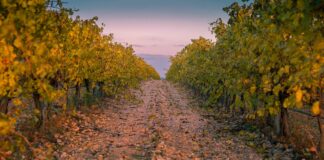 Las seis noticias agrarias de la semana – 07/02/2025