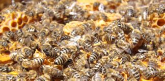 Las seis noticias agrarias de la semana – 14/03/2025