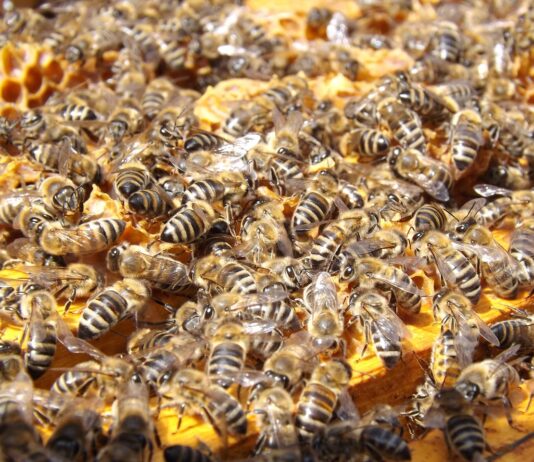 ASAJA considera «insólito» convocar ayudas sin resolver antes de las del año anterior