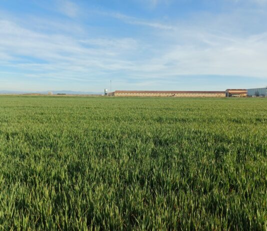 Plazos seguros agrarios de distintos cultivos