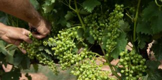 Las seis noticias agrarias de la semana – 18/04/2025