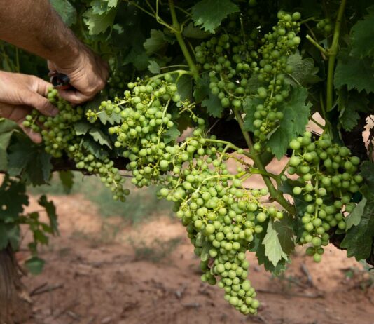 Las seis noticias agrarias de la semana – 18/04/2025