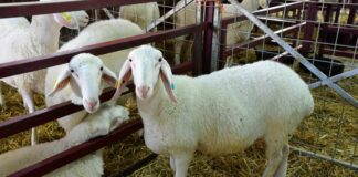 Las seis noticias agrarias de la semana – 30/05/2025