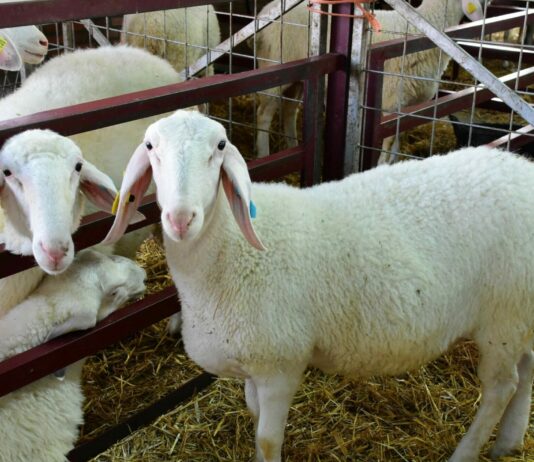 Las seis noticias agrarias de la semana – 30/05/2025