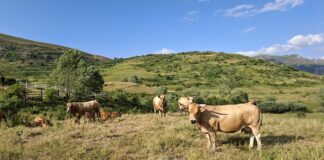 Las seis noticias agrarias de la semana – 27/06/2025