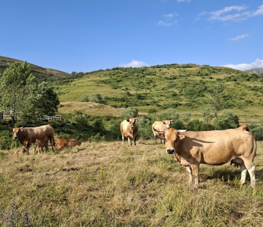 Las seis noticias agrarias de la semana – 27/06/2025