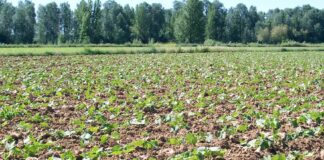 Las seis noticias agrarias de la semana – 13/06/2025