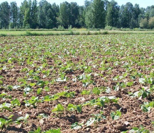 Las seis noticias agrarias de la semana – 13/06/2025