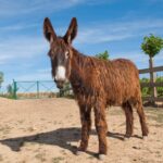 Ayuda a ganaderos que tengan razas puras en libros genealógicos