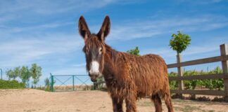 Ayuda a ganaderos que tengan razas puras en libros genealógicos