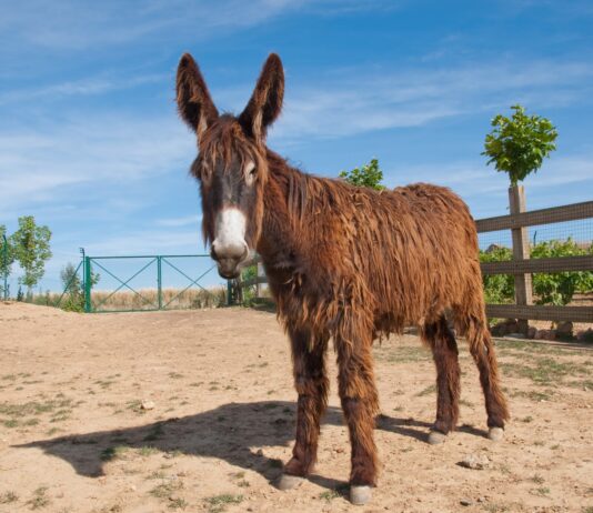 Ayuda a ganaderos que tengan razas puras en libros genealógicos