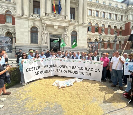El campo exige al Gobierno salvar al cereal español: costes disparados, precios hundidos y competencia desleal