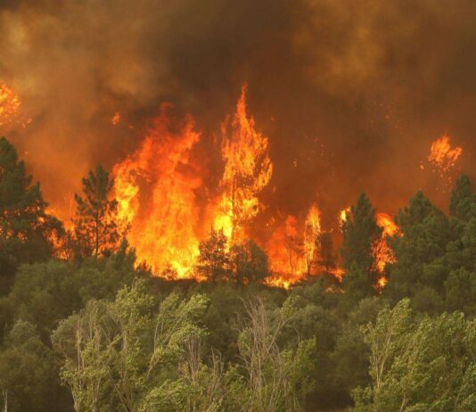 ASAJA se solidariza con agricultores y ganaderos afectados por los incendios forestales