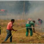 Voluntarios forestales
