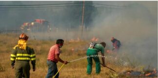 Voluntarios forestales